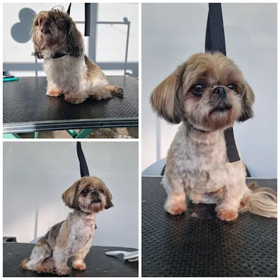 Puszek - Salon pielęgnacji psa i kota